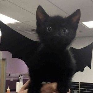 Meet your Posher, Mya